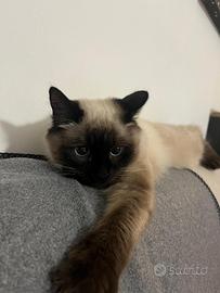 Gatto siamese 9 mesi
