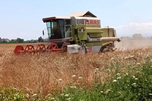 Mietitrebbia Claas Dominator 118 SL MAXI