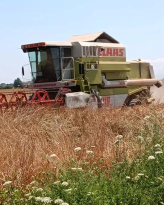 Mietitrebbia Claas Dominator 118 SL MAXI