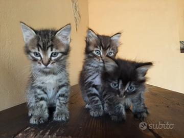 Cuccioli di gatto d'Angora