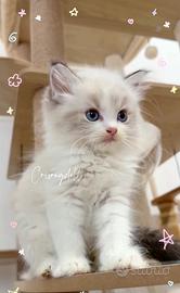 Ragdoll lynx maschio riproduzione