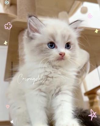 Ragdoll lynx maschio riproduzione