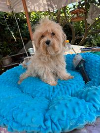 Maltipoo toy