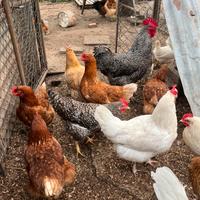 Galline di varia razza pronte da uovo