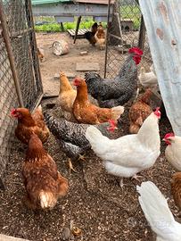 Galline di varia razza pronte da uovo