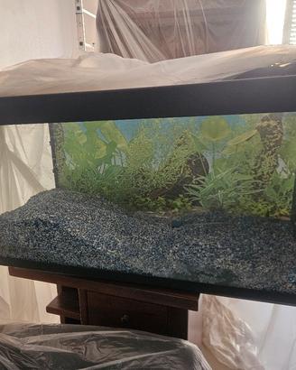 ACQUARIO 