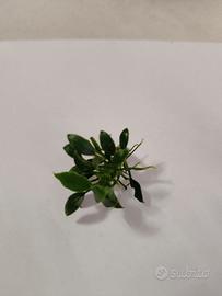 Anubias Pangolino 