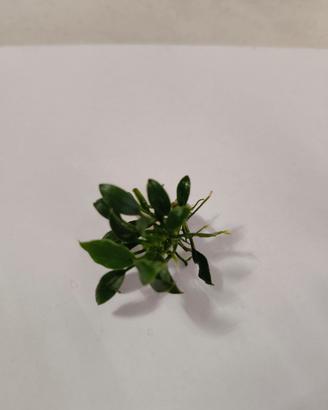 Anubias Pangolino 