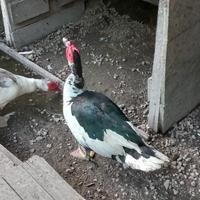 Anatre mute tris 1 maschio 2 femmine