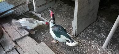 Anatre mute tris 1 maschio 2 femmine