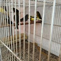 Canarini timbrati