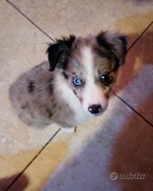 Border collie Blue merle
