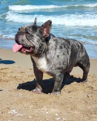 Bulldog francese