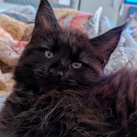 Maine coon cuccioli