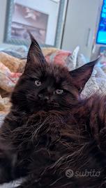Maine coon cuccioli
