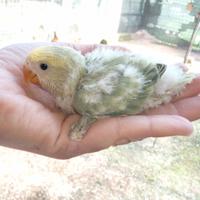 Inseparabili da imbecco