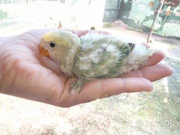 Inseparabili da imbecco