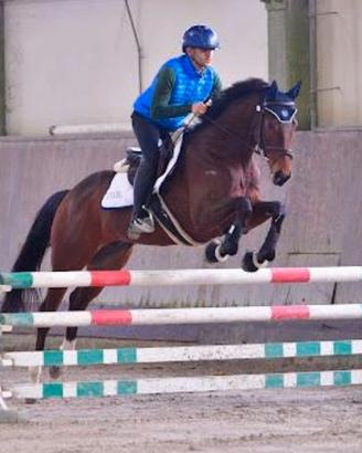 Cavallo salto primo grado 7 anni
