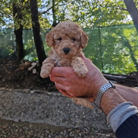 Barboncini nani Red e champagne PRONTA CONSEGNA