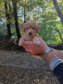 Barboncini nani Red e champagne PRONTA CONSEGNA