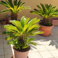 Cycas in vaso 