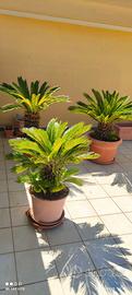 Cycas in vaso 