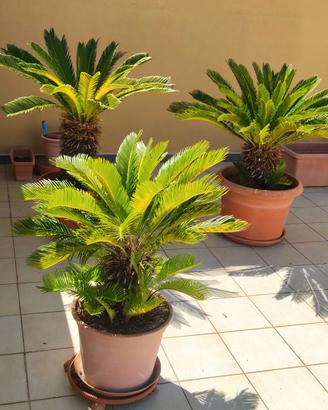 Cycas in vaso 