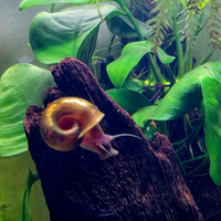 Planorbarius lumachine acqua dolce