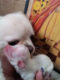 Piccolo chihuahua bianco neve