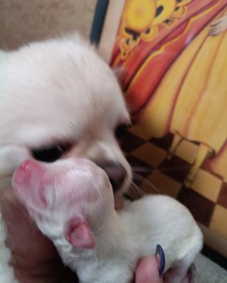 Piccolo chihuahua bianco neve