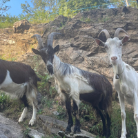 Becco e capre alpine comuni