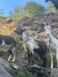 Becco e capre alpine comuni