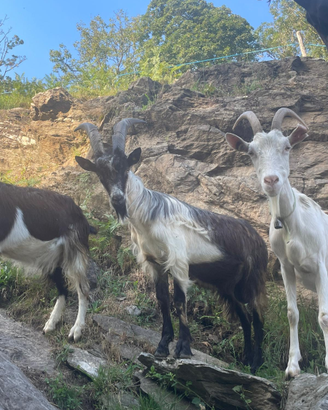 Becco e capre alpine comuni