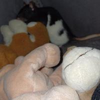 Rattina bianca e nera