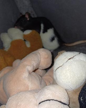 Rattina bianca e nera