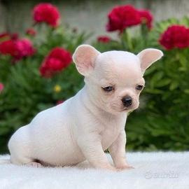 CHIHUAHUA TOY CUCCIOLI CHIARI - pag mensile