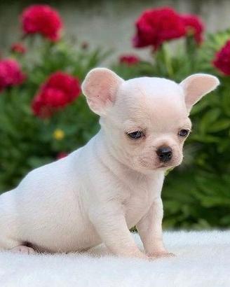 CHIHUAHUA TOY CUCCIOLI CHIARI - pag mensile