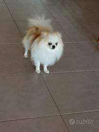 Spiz Pomerania nano