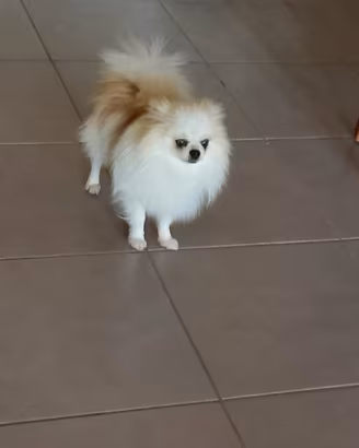 Spiz Pomerania nano
