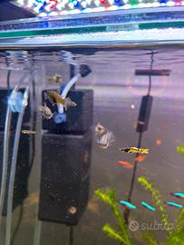 Endler maschi e femmine