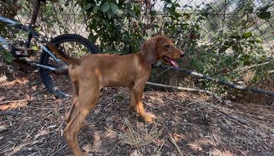 Cuccioli di segugio maremmano con pedigree
