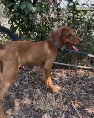 Cuccioli di segugio maremmano con pedigree