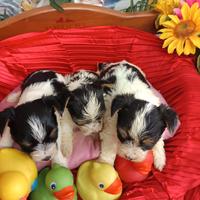 Tre Cuccioli Yorkshire Biewer Terrier