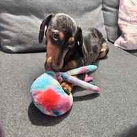 Bassotto Arlecchino per accoppiamento