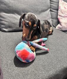 Bassotto Arlecchino per accoppiamento