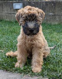 Cuccioli - Irish Soft Coated Wheaten Terrier