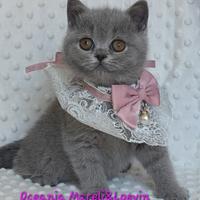 British shorthair