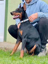 Dobermann