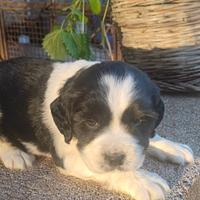 Cuccioli springer di 2 mesi