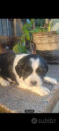 Cuccioli springer di 2 mesi